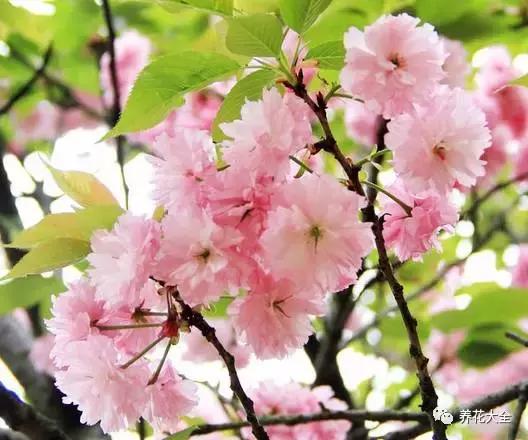 假花适合放哪里，假花和真花摆放位置（客厅仿真植物的摆放与风水格局的事）