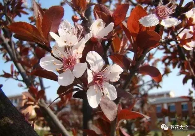 假花适合放哪里，假花和真花摆放位置（客厅仿真植物的摆放与风水格局的事）