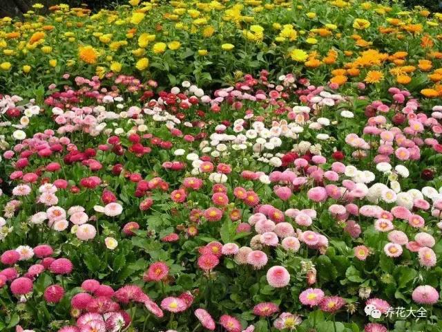 假花适合放哪里，假花和真花摆放位置（客厅仿真植物的摆放与风水格局的事）