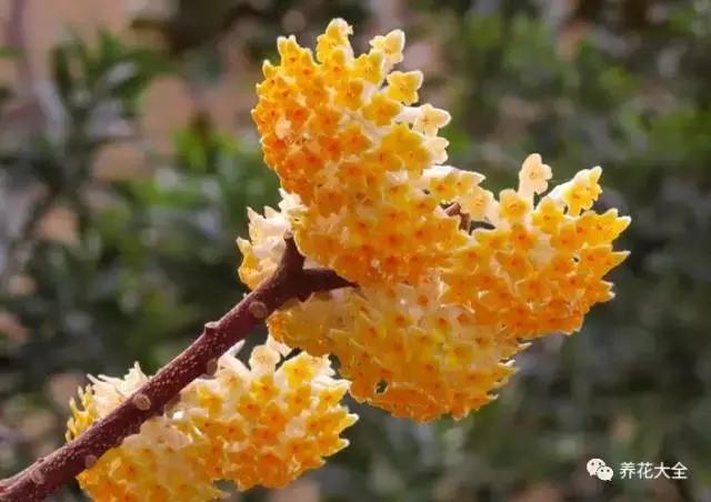 假花适合放哪里，假花和真花摆放位置（客厅仿真植物的摆放与风水格局的事）