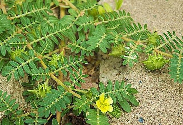 常见50种植物，介绍五种常见的植物