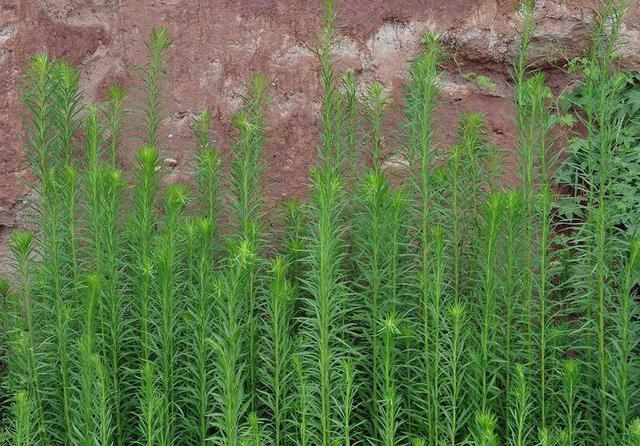 常见50种植物，介绍五种常见的植物