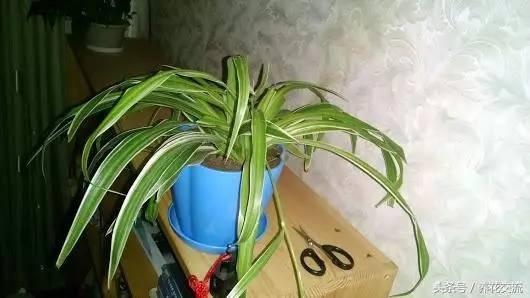 植物的三种肥料，农家随处可见的废料