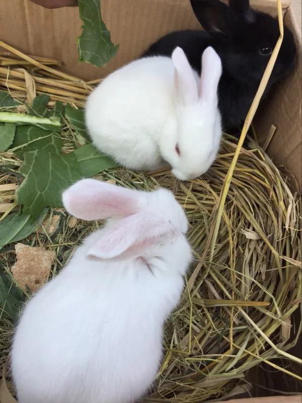 养兔子基础知识，小哥养兔子的经验之谈