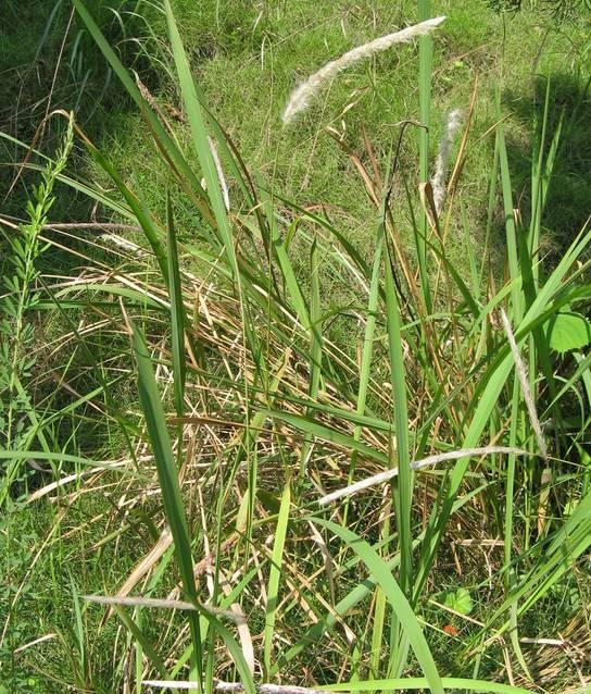 常见50种植物，介绍五种常见的植物