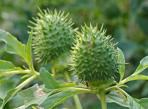 常见50种植物，介绍五种常见的植物