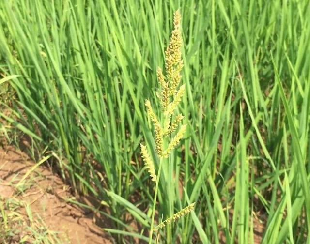 常见50种植物，介绍五种常见的植物