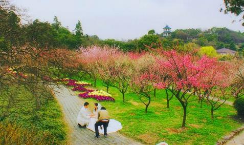 郑州樱花园在哪里，去郑州看樱花哪里好（郑州适合春天适合带孩子玩的宝藏地）