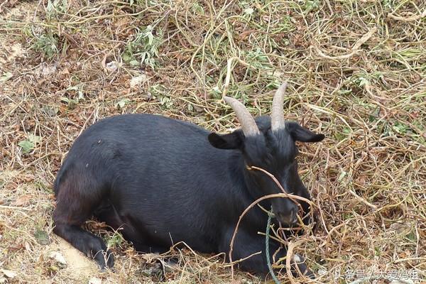 湄洲岛妈祖文化介绍，中华妈祖文化信仰对台、两岸及区域发展影响