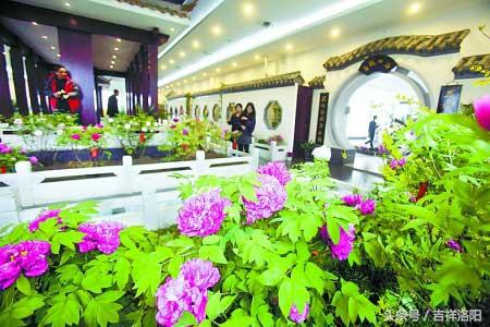 洛阳最值得一看的牡丹园，史上最全的洛阳牡丹观赏园