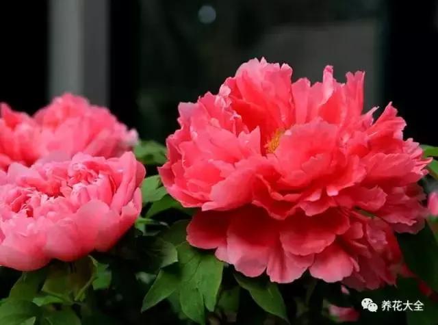 假花适合放哪里，假花和真花摆放位置（客厅仿真植物的摆放与风水格局的事）