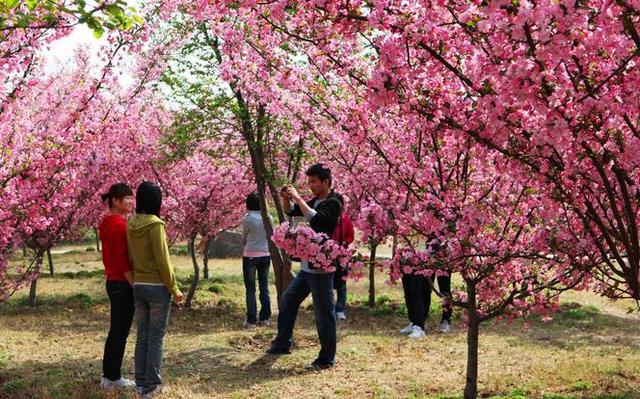 郑州樱花园在哪里，去郑州看樱花哪里好（郑州适合春天适合带孩子玩的宝藏地）