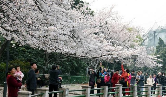 郑州樱花园在哪里，去郑州看樱花哪里好（郑州适合春天适合带孩子玩的宝藏地）