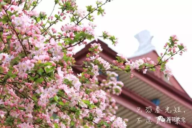 假花适合放哪里，假花和真花摆放位置（客厅仿真植物的摆放与风水格局的事）