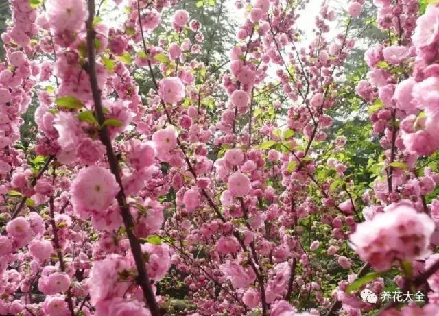 假花适合放哪里，假花和真花摆放位置（客厅仿真植物的摆放与风水格局的事）