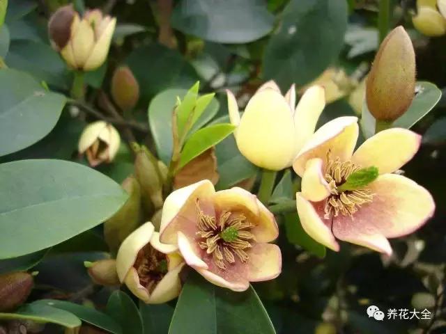 假花适合放哪里，假花和真花摆放位置（客厅仿真植物的摆放与风水格局的事）