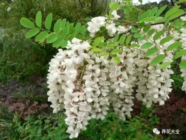 假花适合放哪里，假花和真花摆放位置（客厅仿真植物的摆放与风水格局的事）