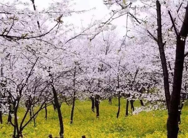 郑州樱花园在哪里，去郑州看樱花哪里好（郑州适合春天适合带孩子玩的宝藏地）