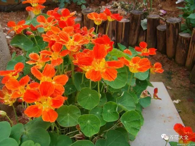 假花适合放哪里，假花和真花摆放位置（客厅仿真植物的摆放与风水格局的事）