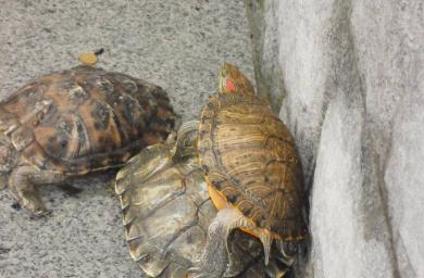 治龟感冒最简单的办法，哥的龟病了哥用妙招