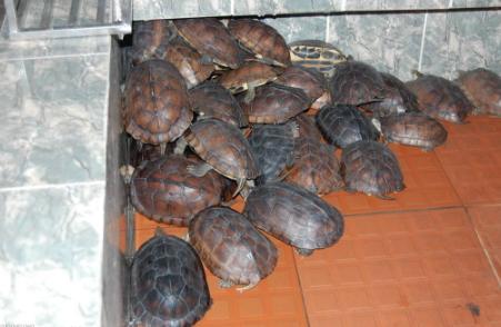 治龟感冒最简单的办法，哥的龟病了哥用妙招