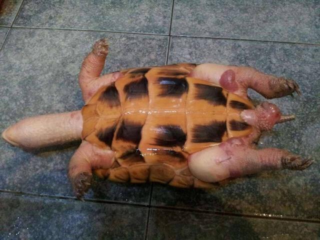 治龟感冒最简单的办法，哥的龟病了哥用妙招