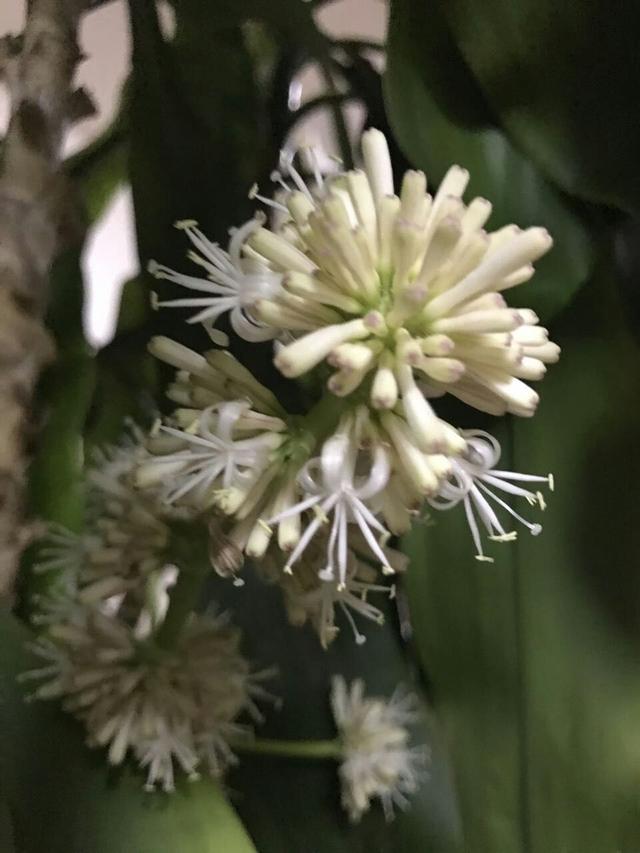 巴西木开花图片大全，巴西木开花大全