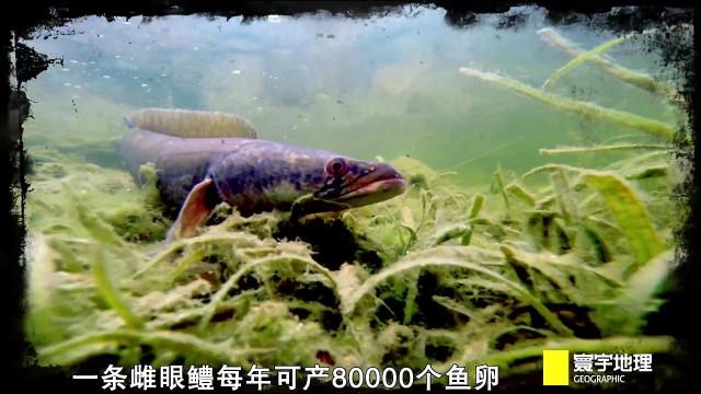 最新品种怪鱼，幼鱼只要10元一条，谁在卖