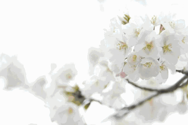 这里的花朵，这里的花都开成