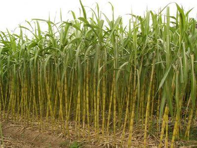 阳江特产有哪些，阳江土特产有哪些