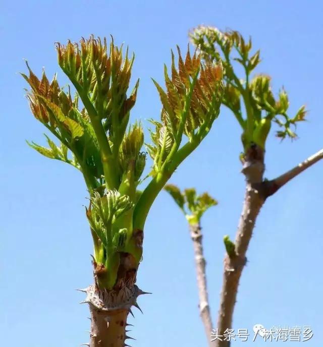 十大最好吃山野菜，长白山山野菜你那有吗