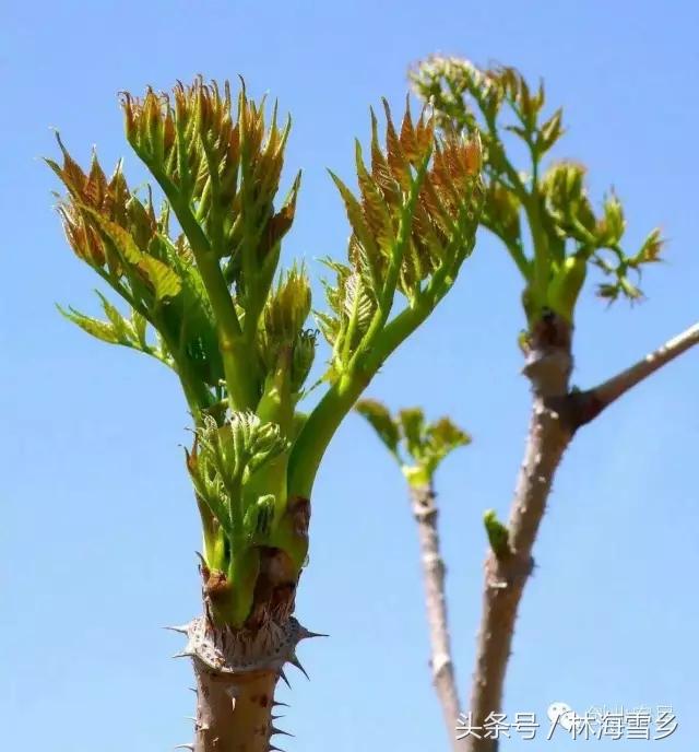 十大最好吃山野菜，长白山山野菜你那有吗