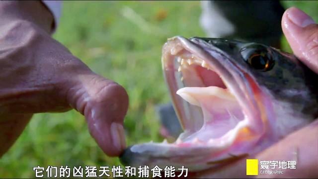 最新品种怪鱼，幼鱼只要10元一条，谁在卖