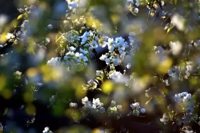 这里的花朵，这里的花都开成