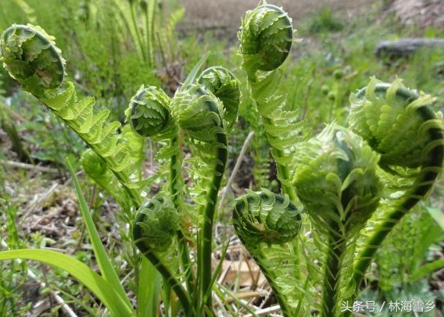 十大最好吃山野菜，长白山山野菜你那有吗