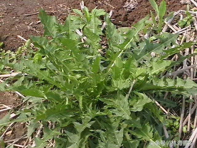 十大最好吃山野菜，长白山山野菜你那有吗