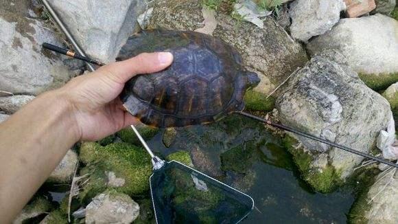 治龟感冒最简单的办法，哥的龟病了哥用妙招