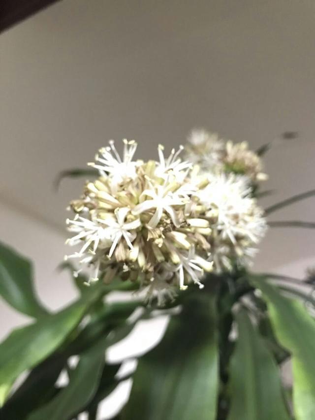 巴西木开花图片大全，巴西木开花大全