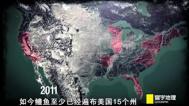 最新品种怪鱼，幼鱼只要10元一条，谁在卖