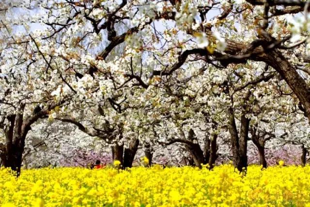 这里的花朵，这里的花都开成