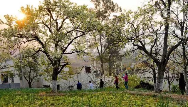 这里的花朵，这里的花都开成