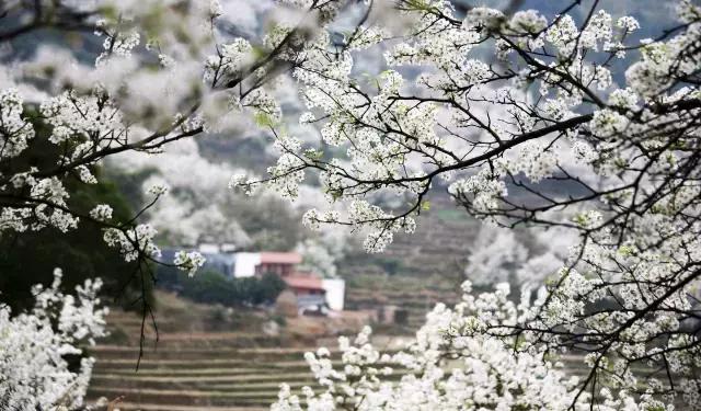 这里的花朵，这里的花都开成