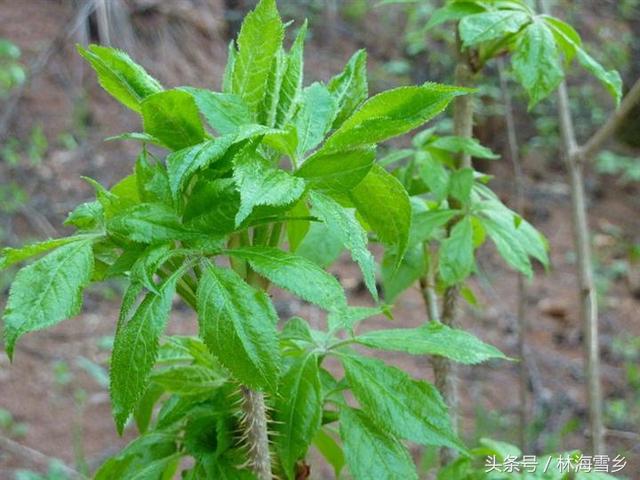 十大最好吃山野菜，长白山山野菜你那有吗