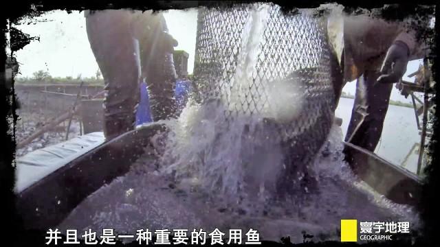 最新品种怪鱼，幼鱼只要10元一条，谁在卖