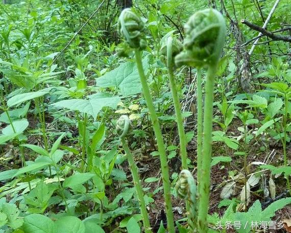 十大最好吃山野菜，长白山山野菜你那有吗