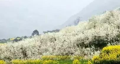 这里的花朵，这里的花都开成