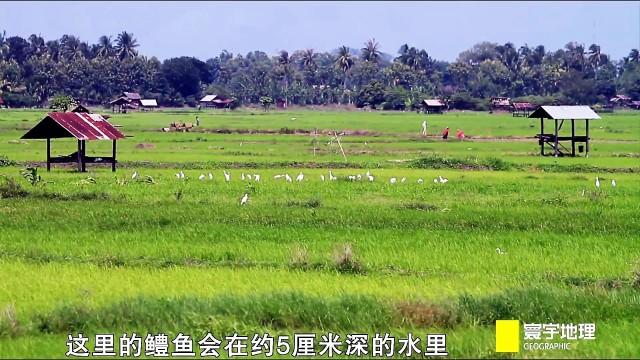 最新品种怪鱼，幼鱼只要10元一条，谁在卖