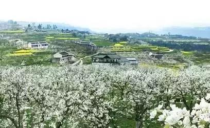 这里的花朵，这里的花都开成