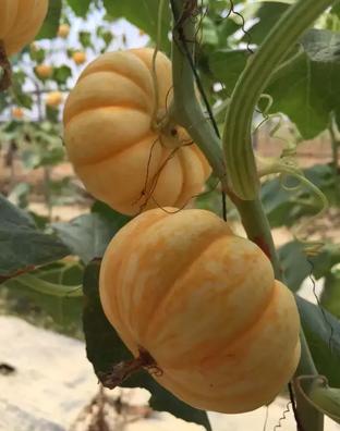 阳江特产有哪些，阳江土特产有哪些