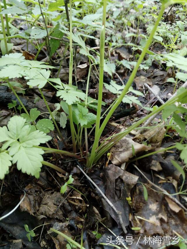 十大最好吃山野菜，长白山山野菜你那有吗